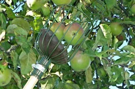 Plukking og Høsting (Picking and Harvesting)