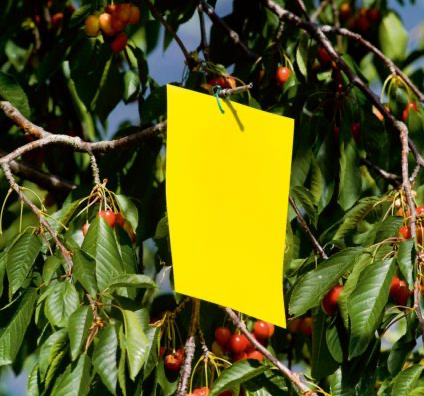 SG Limfelle mot flygende insekter L (Fly control glue trap )
