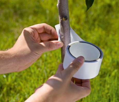SG Limfelle mot flygende insekter - bånd (Fly control glue band )